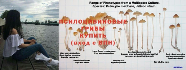 каннабис Аркадак